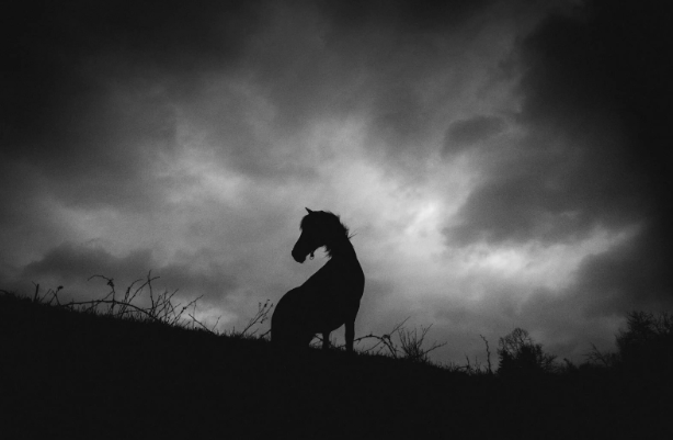 black image
