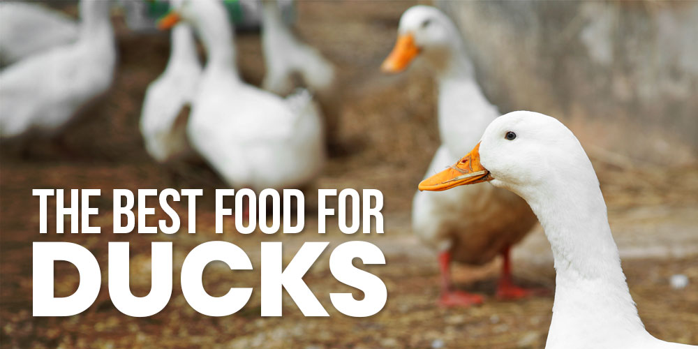 What to Feed Ducks